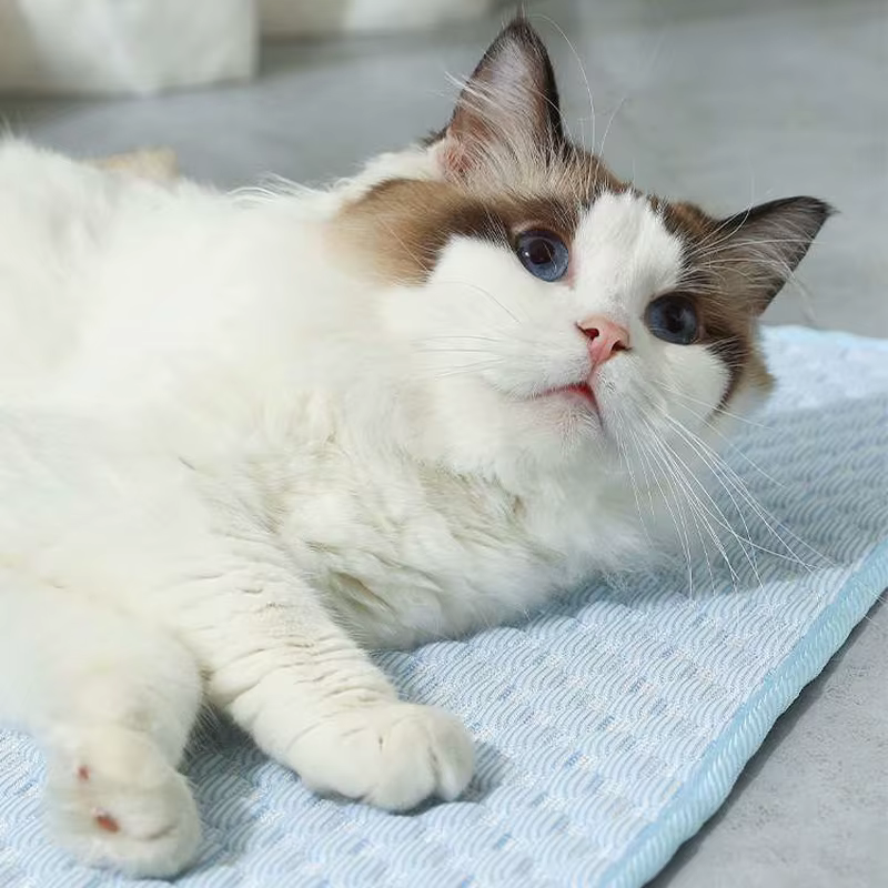 Tapis rafraîchissant pour chat