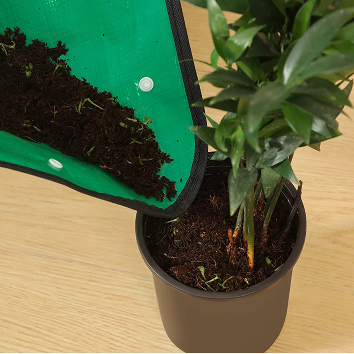 Tapis de reprise de plantes