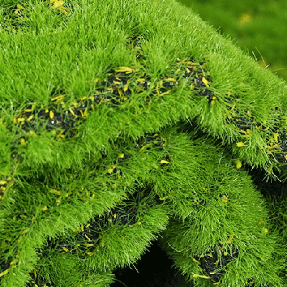 Tapis d'herbe extérieur bricolage faux mousse gazon