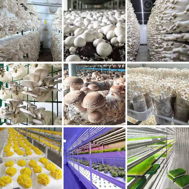 Chambre de culture de champignons, conteneur de culture hydroponique, équipement de ferme intelligente, livraison sur mesure